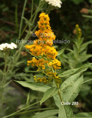 Meadow Goldenrod